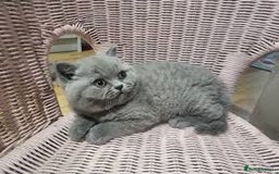 British Shorthair cats for sale: Cute kittens looking for loving home - Image 3
