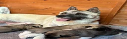 Akita dogs for sale: Chunky akita puppies for sale. - Advert 10