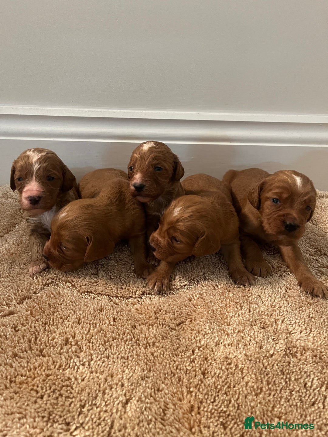 Cockapoo dogs for sale: Cockpoo puppies - Advert 6