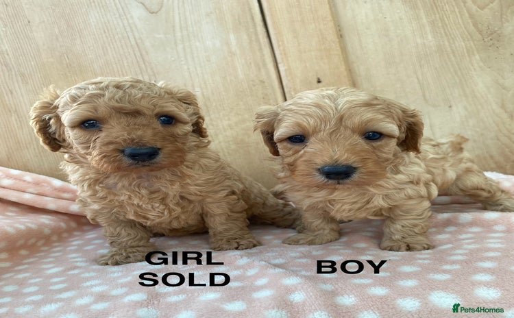 Cavapoo dogs - Advert 4