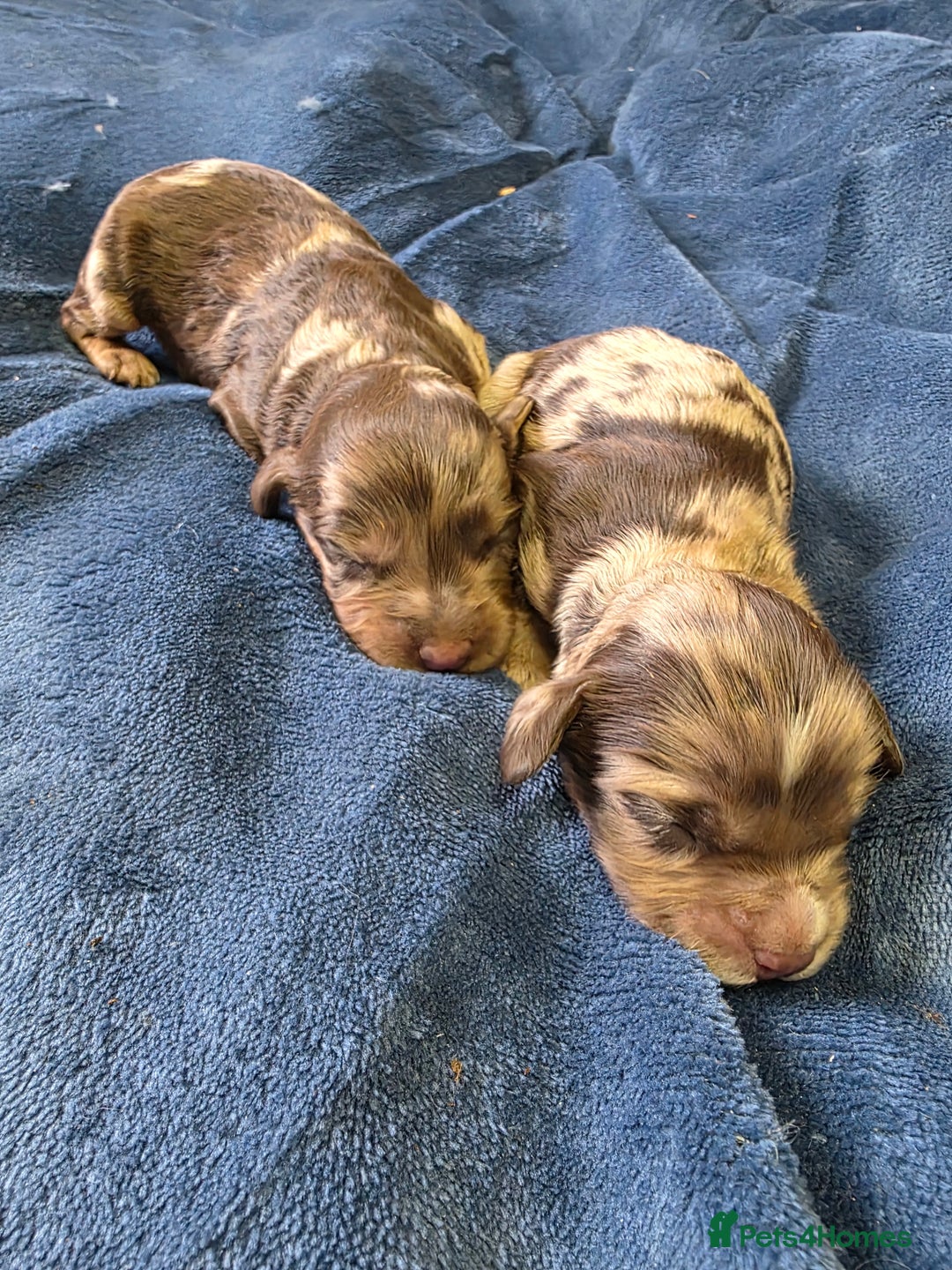 Cockapoo dogs for sale: Cockapoo puppies - Image 23
