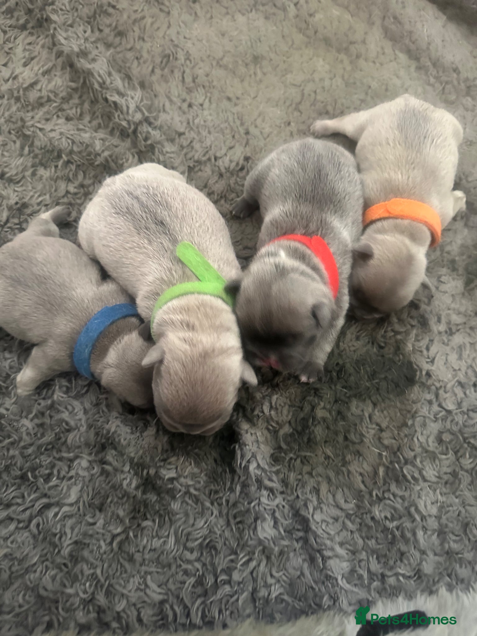 French Bulldog dogs Beautiful littler of French bulldog pups - Advert 6