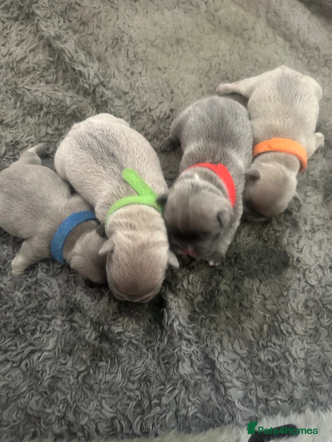 French Bulldog dogs for sale: Beautiful littler of French bulldog pups in Doncaster - Advert 1
