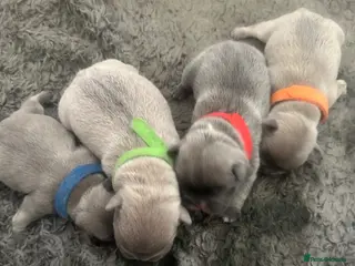 French Bulldog dogs Beautiful littler of French bulldog pups - Advert 7