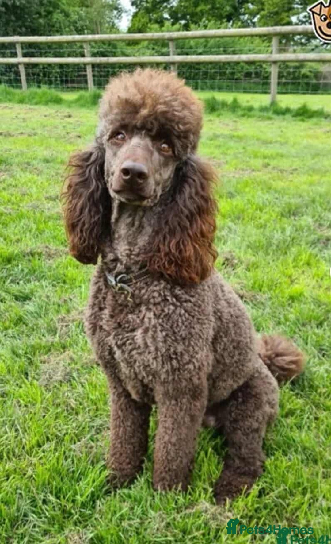 Goldendoodle dogs for sale: Gorgeous Healthy Goldendoodle Puppies - Image 4