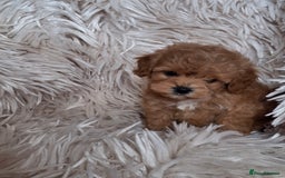Cavapoochon dogs for sale: Top quality cavapoochons - Image 6