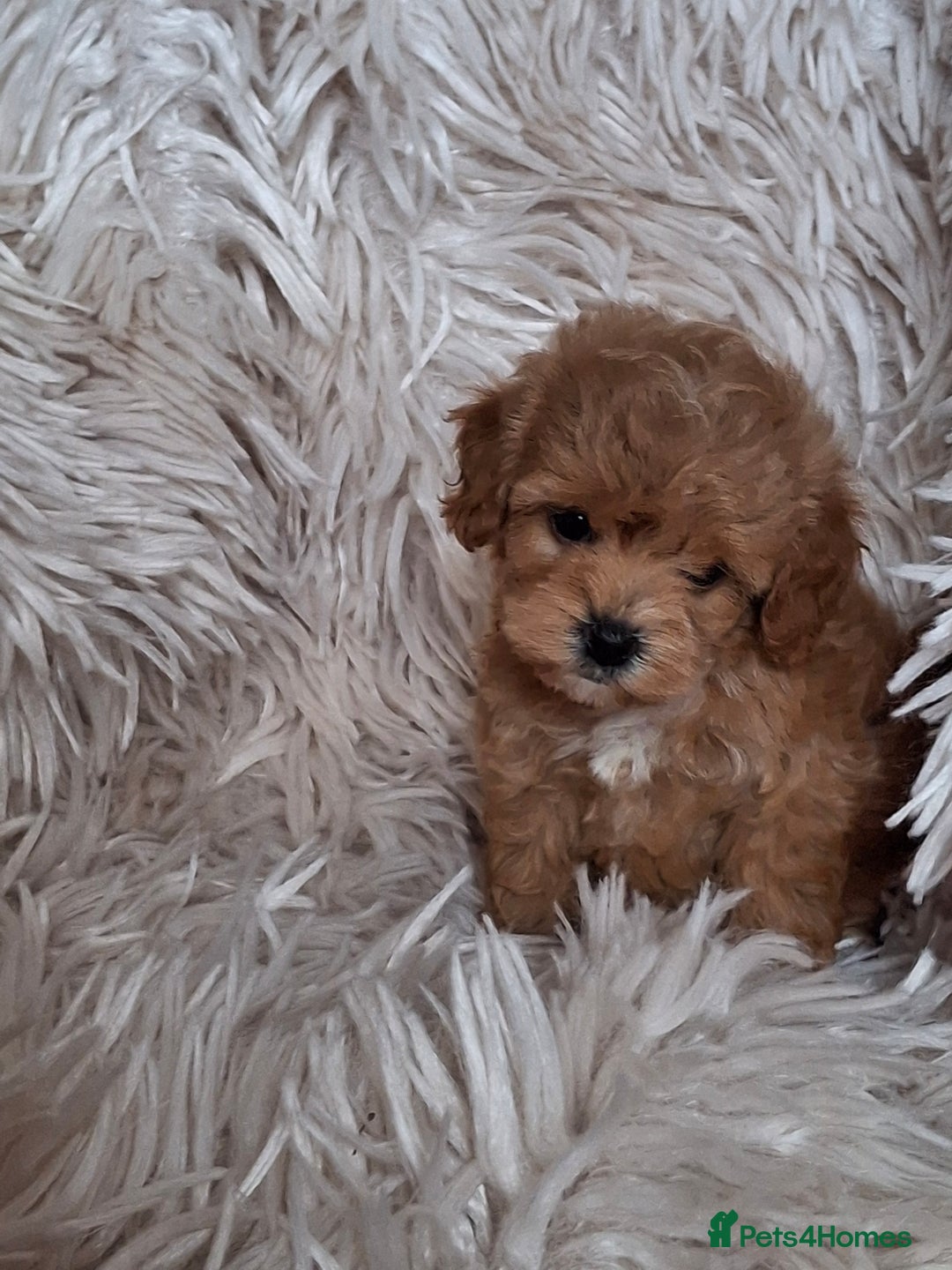 Cavapoochon dogs for sale: Top quality cavapoochons - Image 6