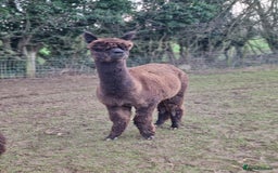 Alpaca livestock for sale: 6 Pedigree Female Alpacas - Image 10