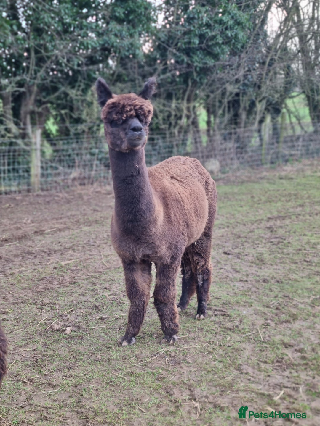 Alpaca livestock for sale: 6 Pedigree Female Alpacas - Image 10