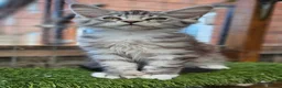 Maine Coon cats for sale: TICA polydactyl maine coon kittens - Advert 6