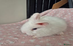 Mini Lion Lop rabbits for sale: 8 Beautiful Lion Lop Bunnies available to reserve. - Image 14