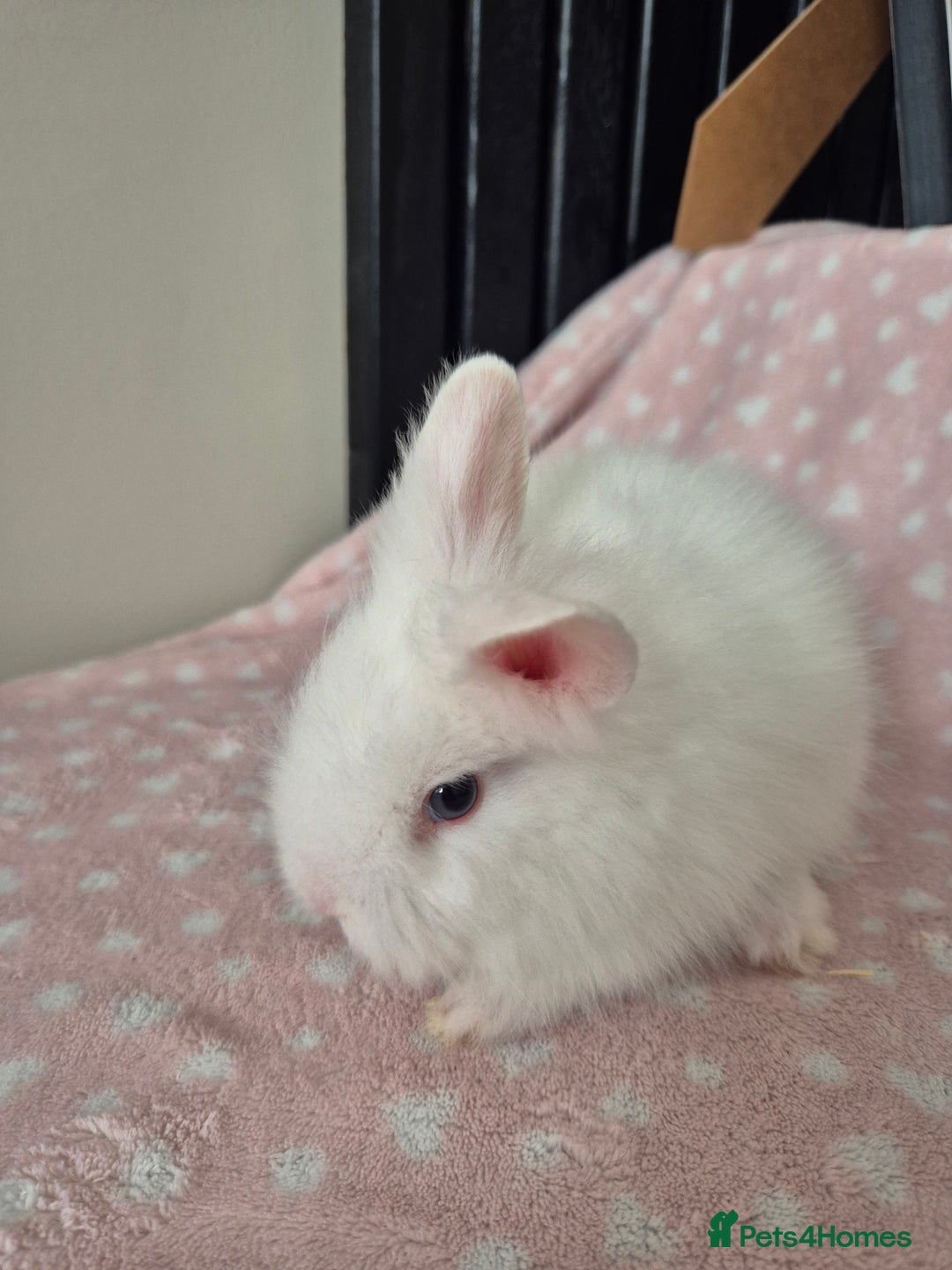 Mini Lion Lop rabbits for sale: 8 Beautiful Lion Lop Bunnies available to reserve. - Image 14