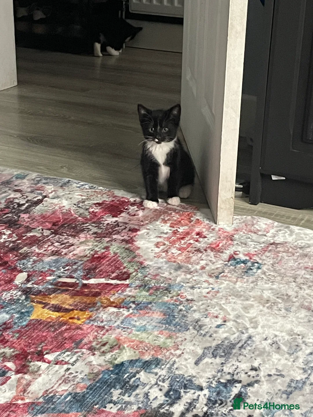 Mixed Breed cats for sale: 1 boy and 3 girls  - Advert 12