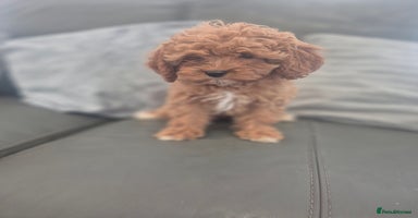 Cavapoo dogs - Advert 10