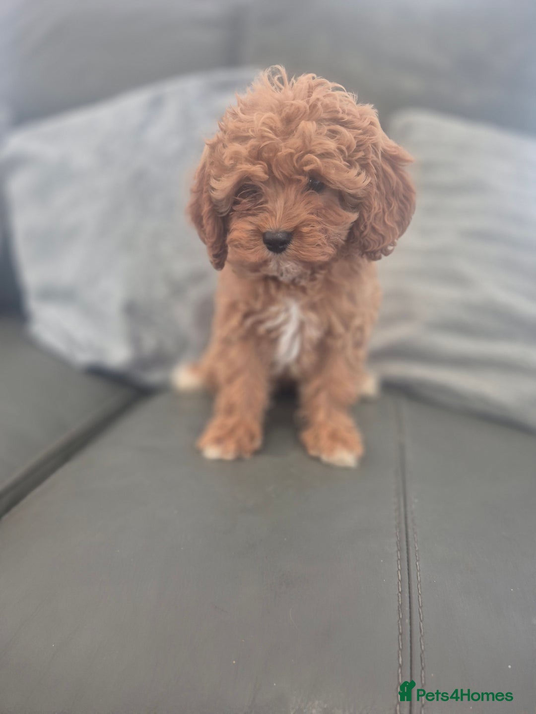 Cavapoo dogs for sale: Stunning Cavapoo Babies - ready this weekend - Image 9