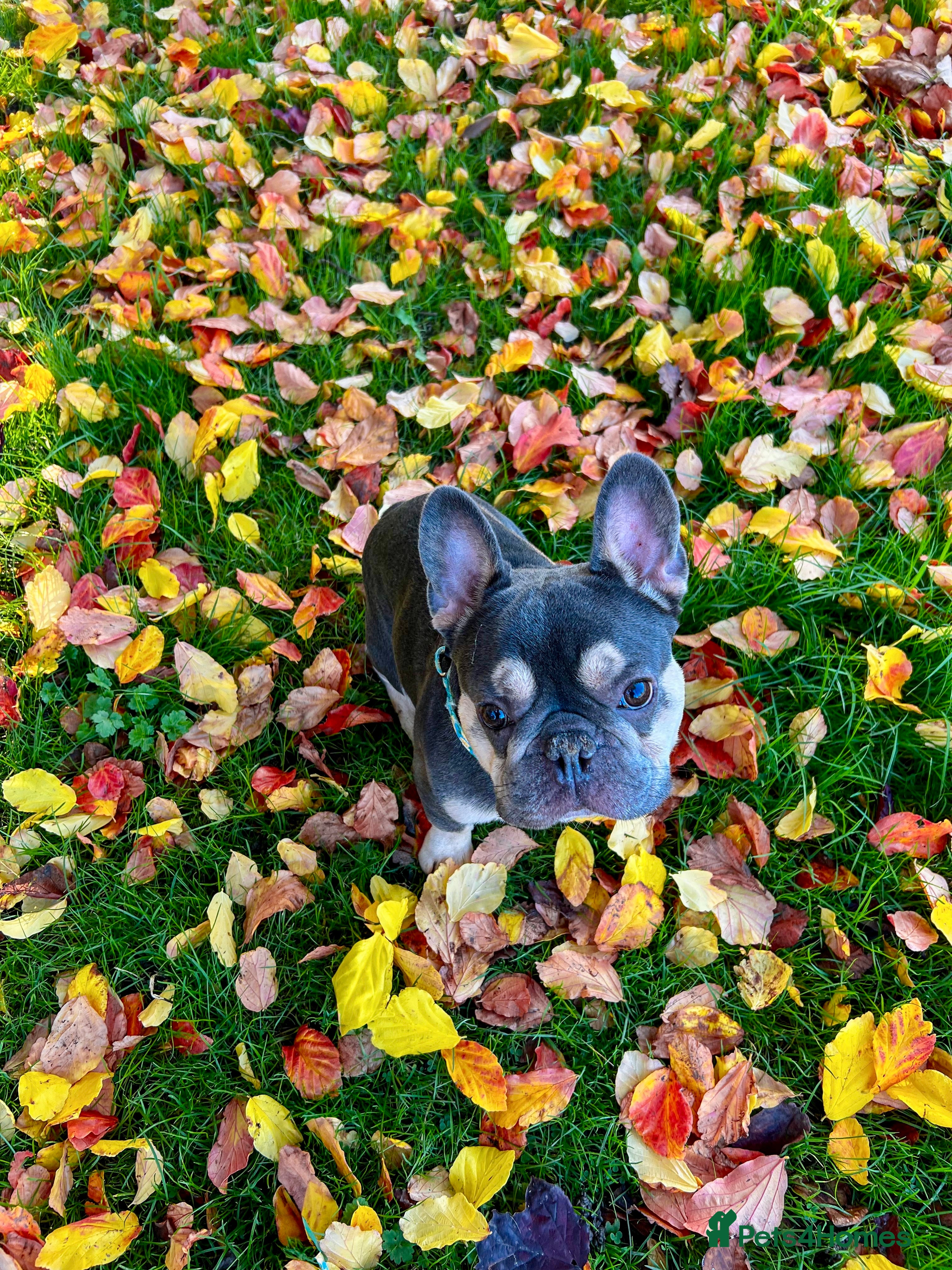 French Bulldog dogs Mr Rupert  in London - Advert 1