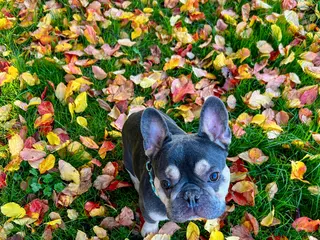 French Bulldog dogs Mr Rupert in London - Advert 1