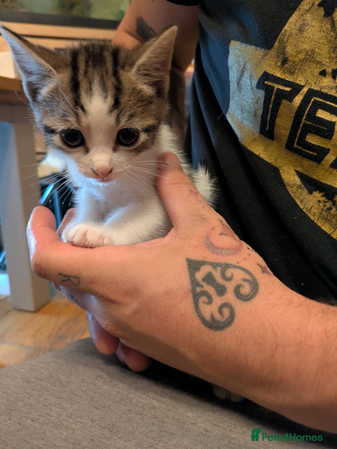 Mixed Breed cats for sale: Mixed breed maine coon  - Image 2