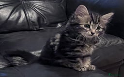Mixed Breed cats for sale: 4 kittens looking for new homes - Image 2