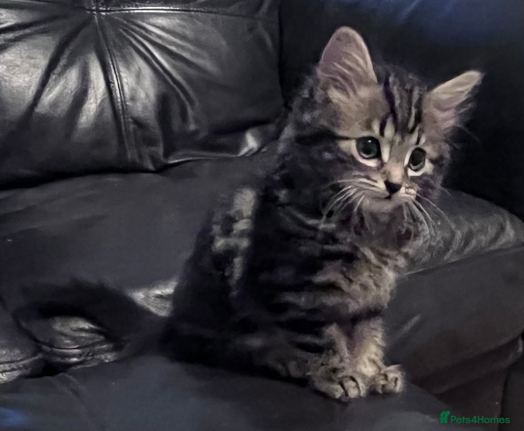 Mixed Breed cats for sale: 4 kittens looking for new homes - Image 2