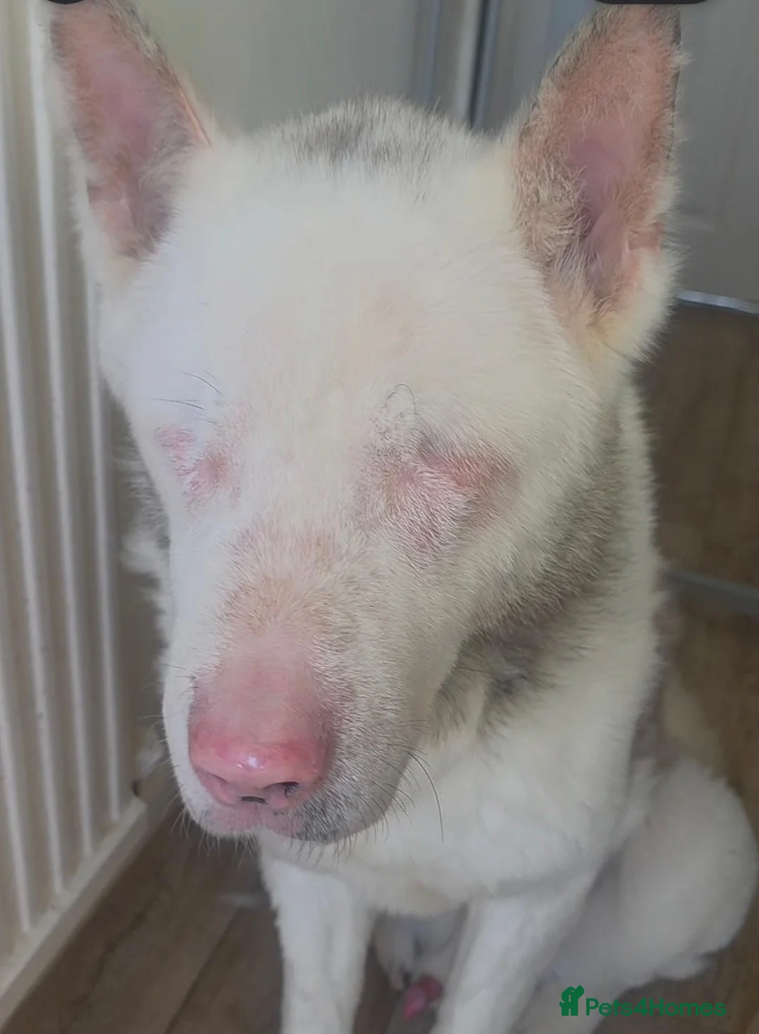 Akita dogs for sale: Urgent adoption required in Nuneaton - Advert 2