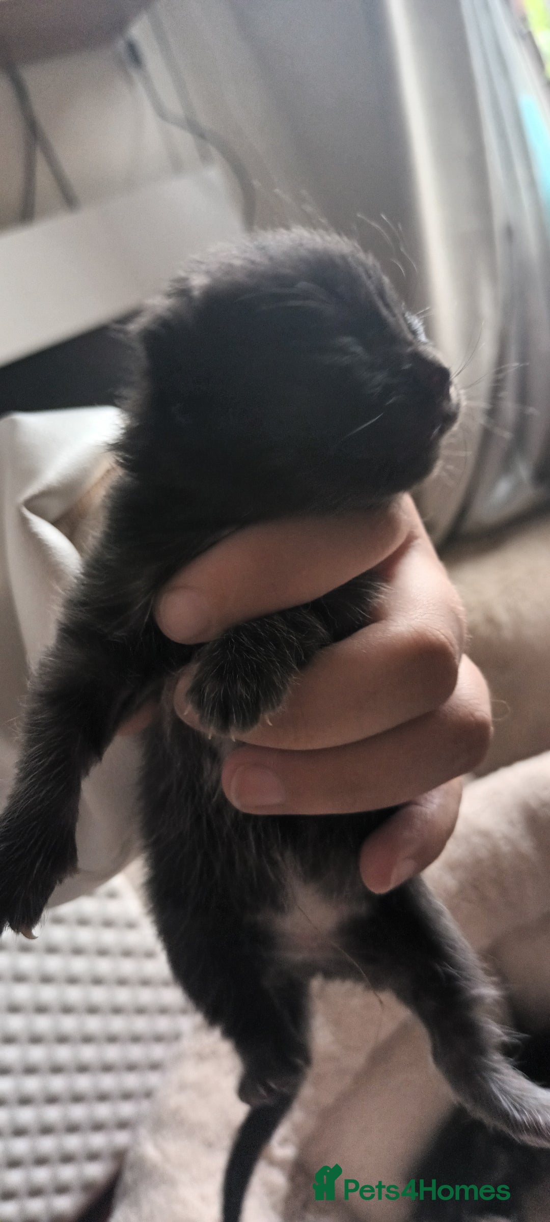 Mixed Breed cats for sale: 5 mixed breed kittens looking for new homes  - Image 10