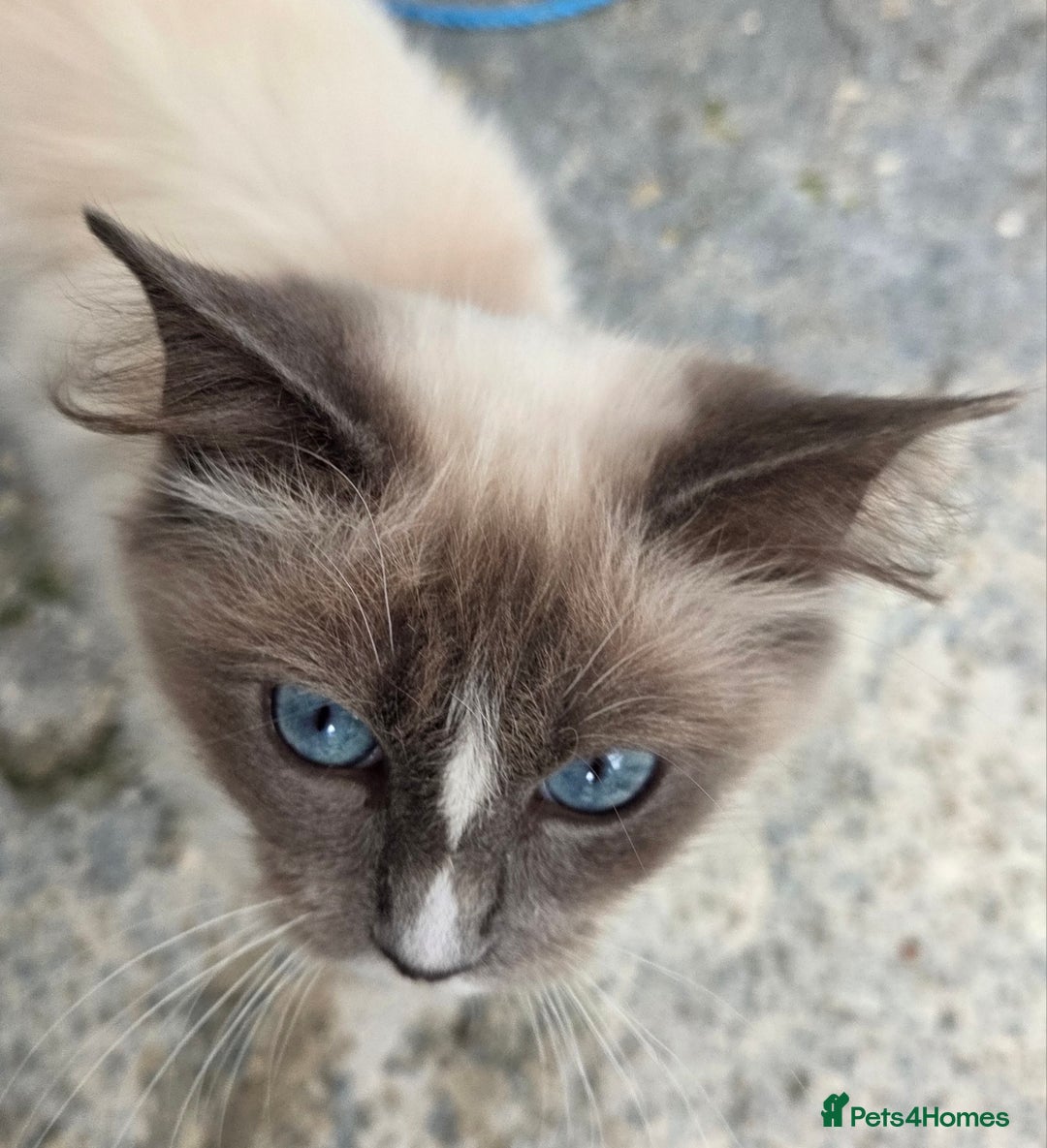 Ragdoll cats for sale: Beautiful Blue Blaze Ragdoll Female - Image 6