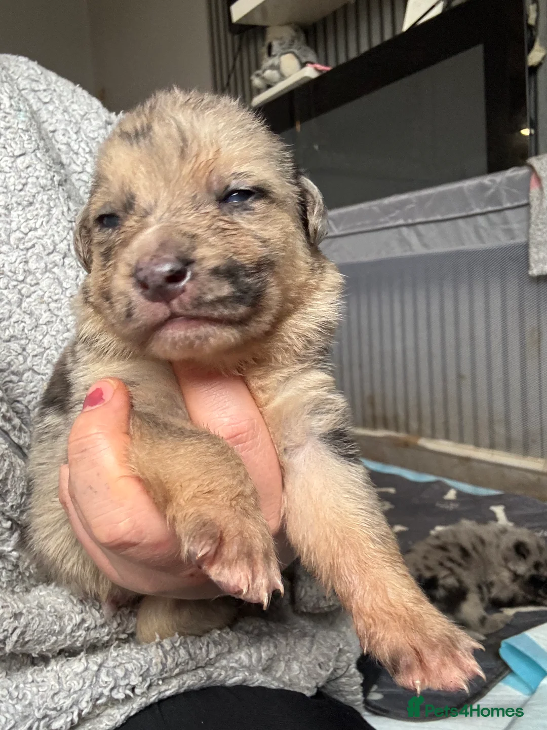 Mixed Breed dogs for sale: Beautiful staffy x German Shepard puppies - Advert 13