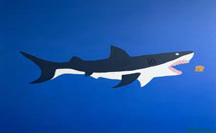 Koi Carp fish - Advert 3