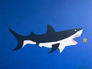 Koi Carp fish - Advert 3