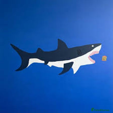 Koi Carp fish - Advert 3