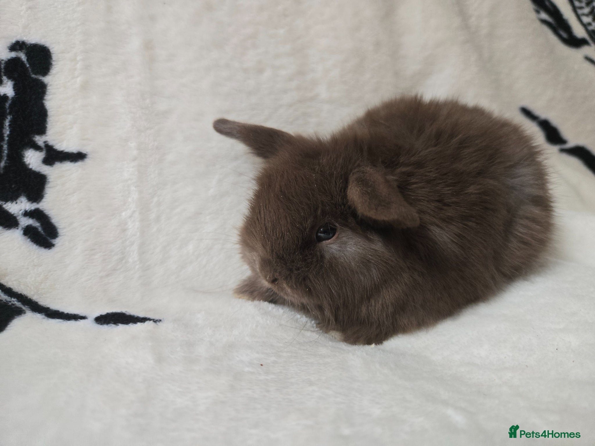 Mini Lop rabbits Stunning mini lops available  - Advert 9