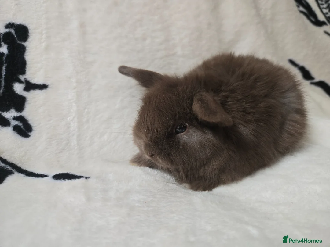 Mini Lop rabbits for sale: Stunning mini lops available  - Advert 2