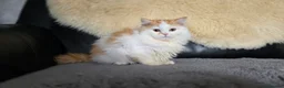 Scottish Fold cats for sale: Last two kittens ready to go immediately - Advert 5