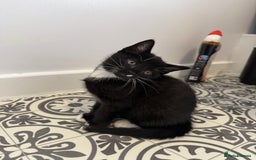 Mixed Breed cats for sale: Friendly playful kittens looking for homes  - Image 6