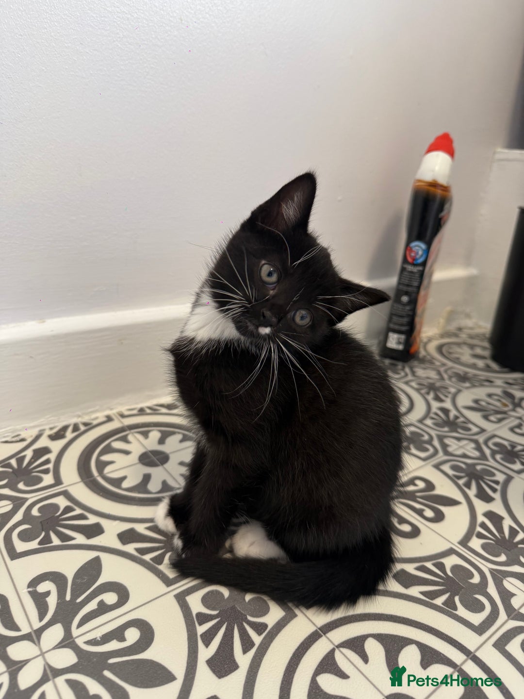 Mixed Breed cats for sale: Friendly playful kittens looking for homes  - Image 6