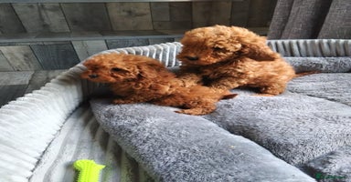 Poodle dogs - Advert 14