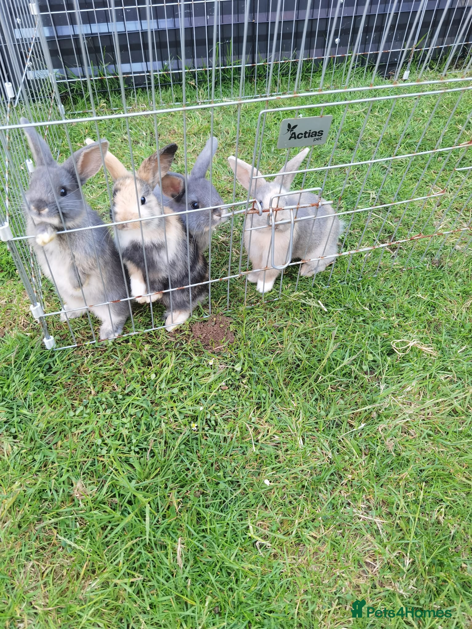 Mini Lop rabbits Stunning mixed sex mini lop rabbits  - Advert 1