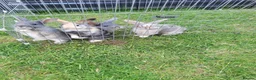 Mini Lop rabbits for sale: Stunning mixed sex mini lop rabbits  in Leamington Spa - Advert 1