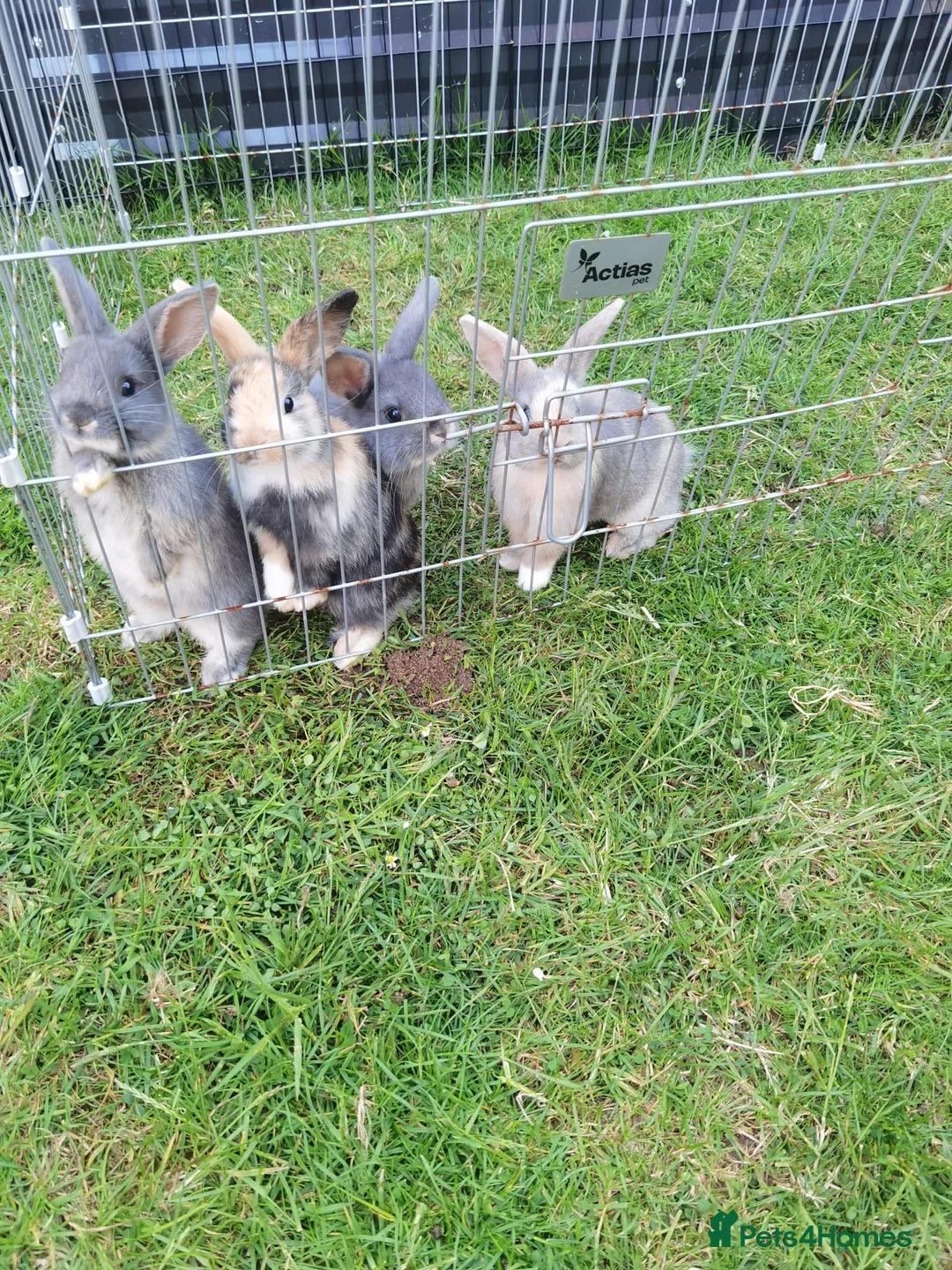 Mini Lop rabbits for sale: Stunning mixed sex mini lop rabbits  in Leamington Spa - Advert 1