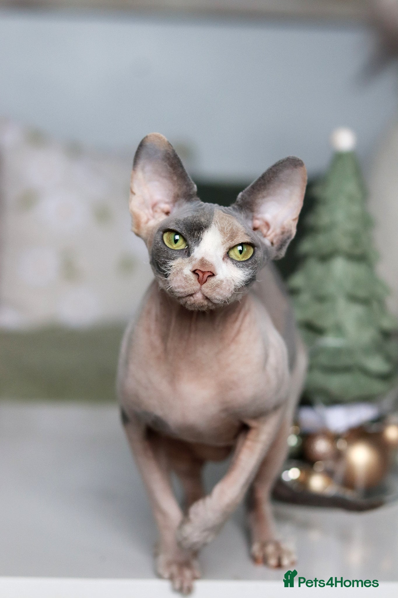 Sphynx cats Beautiful Blue Calico Sphynx Girl  - Advert 2