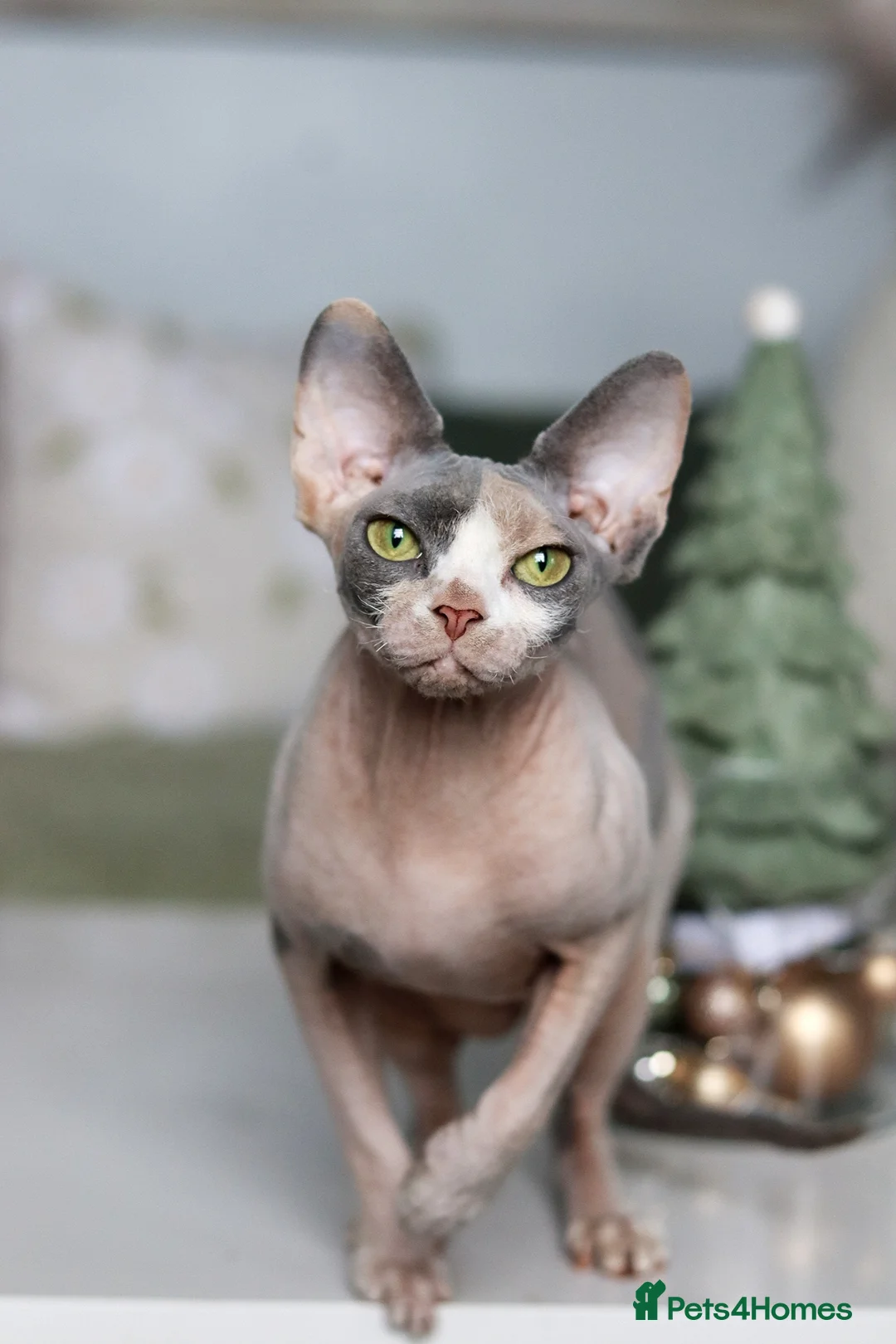 Sphynx cats for sale: Beautiful Blue Calico Sphynx Girl  - Advert 1