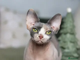 Sphynx cats Beautiful Blue Calico Sphynx Girl - Advert 11