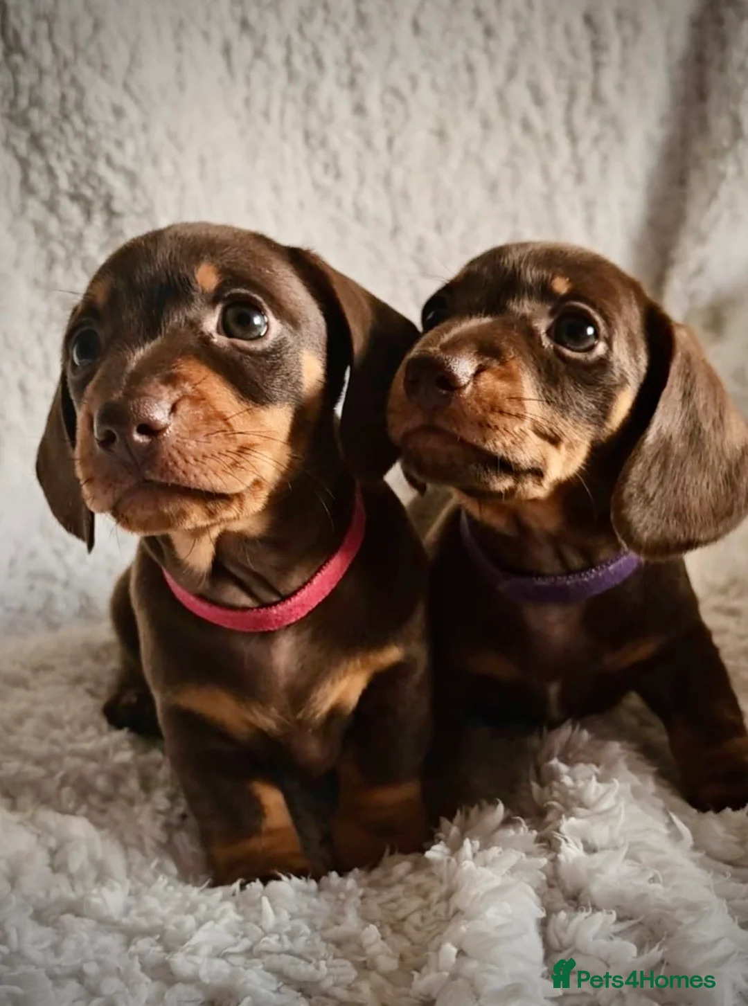 Miniature Dachshund dogs for sale: Miniature dachshund - Advert 1