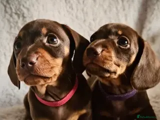 Miniature Dachshund dogs Miniature dachshund - Advert 15