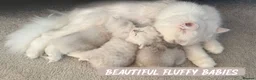 British Longhair cats for sale: Stunning Silver Tipped Longhair Kittens - Advert 8