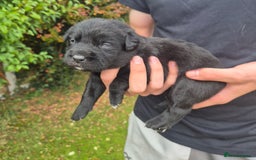 Labrador Retriever dogs for sale: Borador puppies! - Image 5