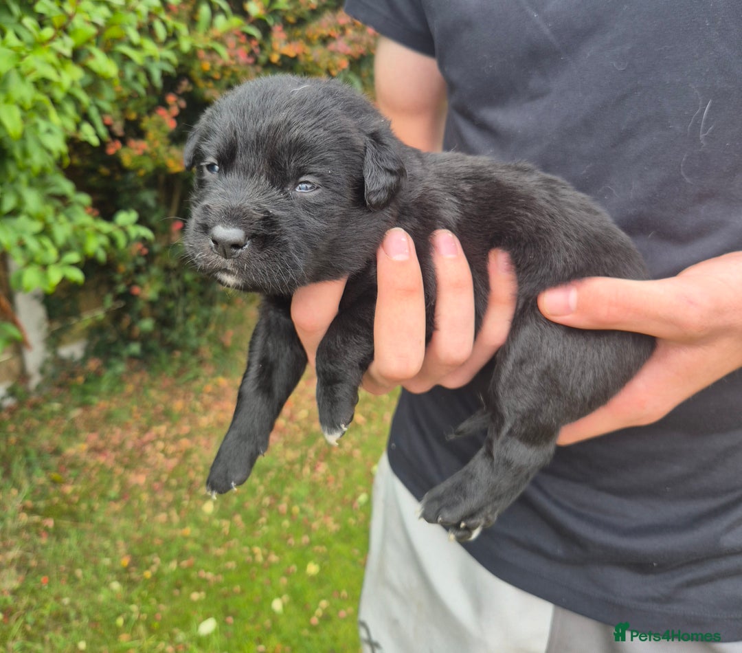 Labrador Retriever dogs for sale: Borador puppies! - Image 5