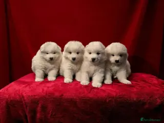 Samoyed dogs 3 Beautiful Boy Samoyeds Left ❤️ - Advert 2