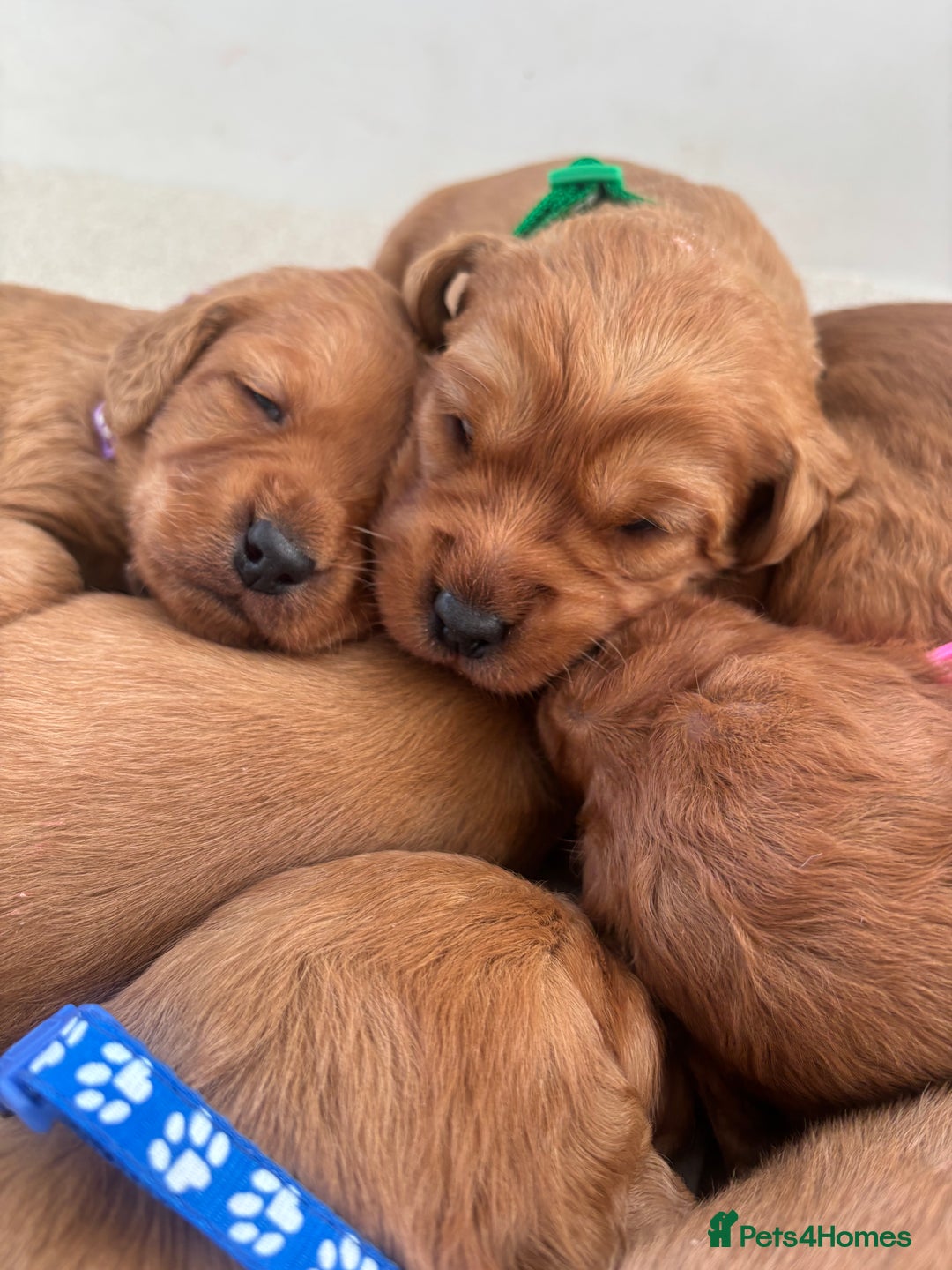 Labradoodle dogs for sale: F1 Labradoodle Puppies - Advert 23